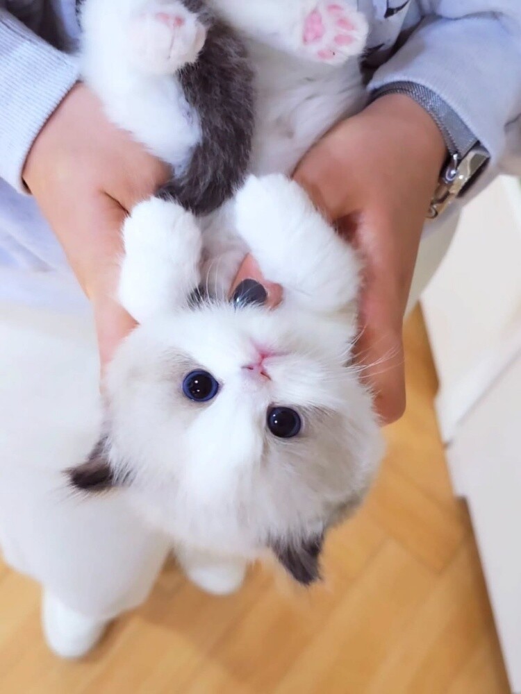 Ragdoll Kitten - 4