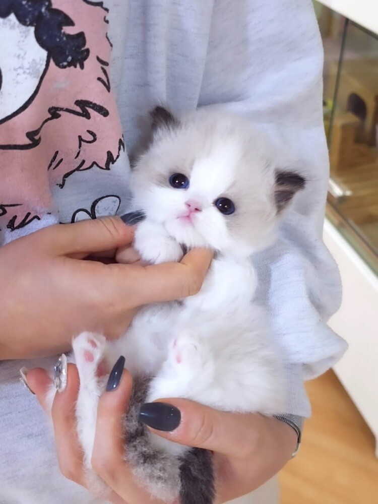 Ragdoll Kitten - 3