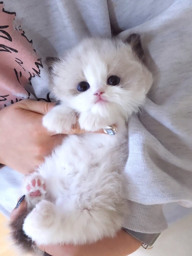 Ragdoll Kitten - 2