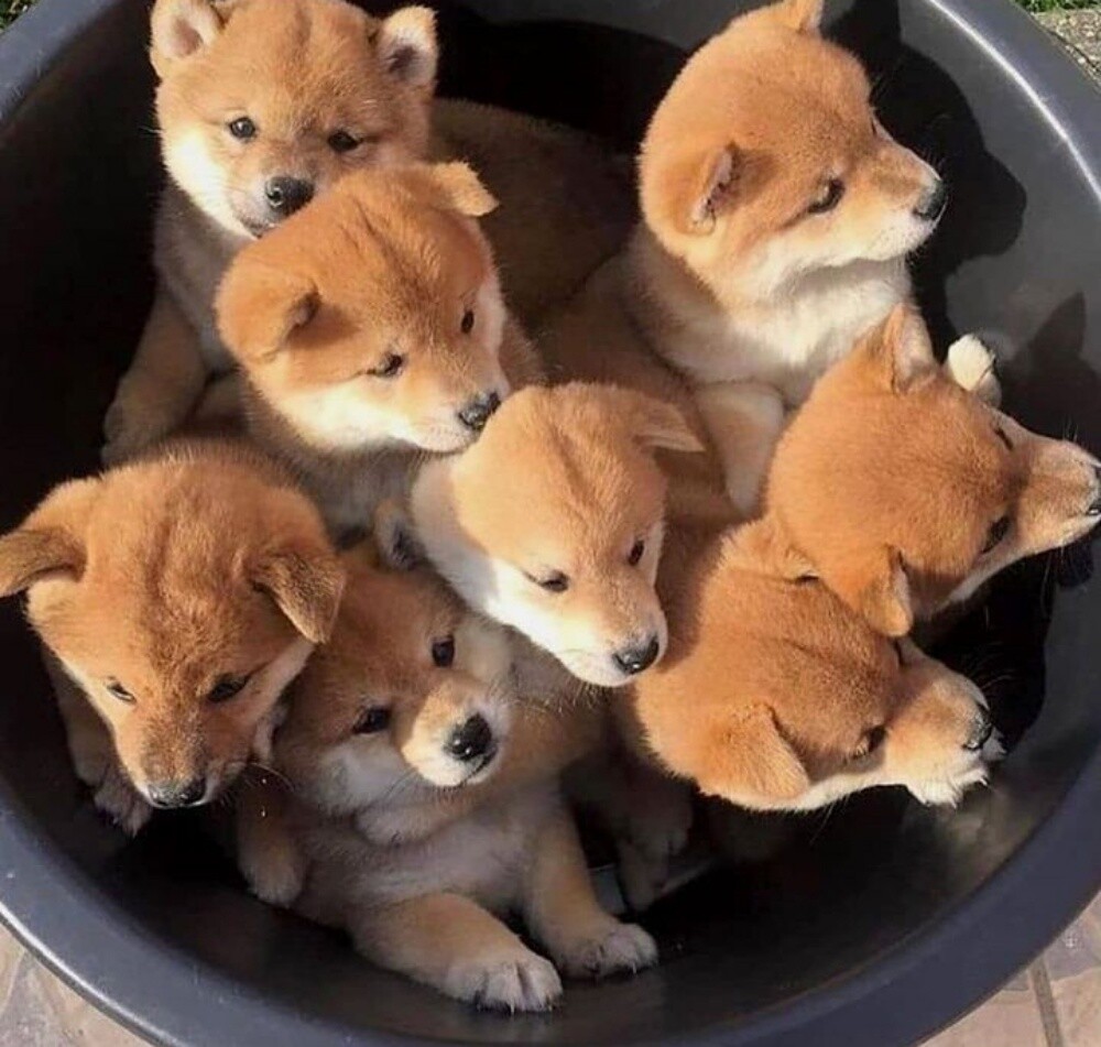 Shiba inu puppies for sale - 2