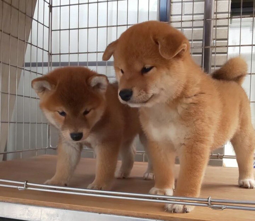 Shiba inu puppies for sale - 1