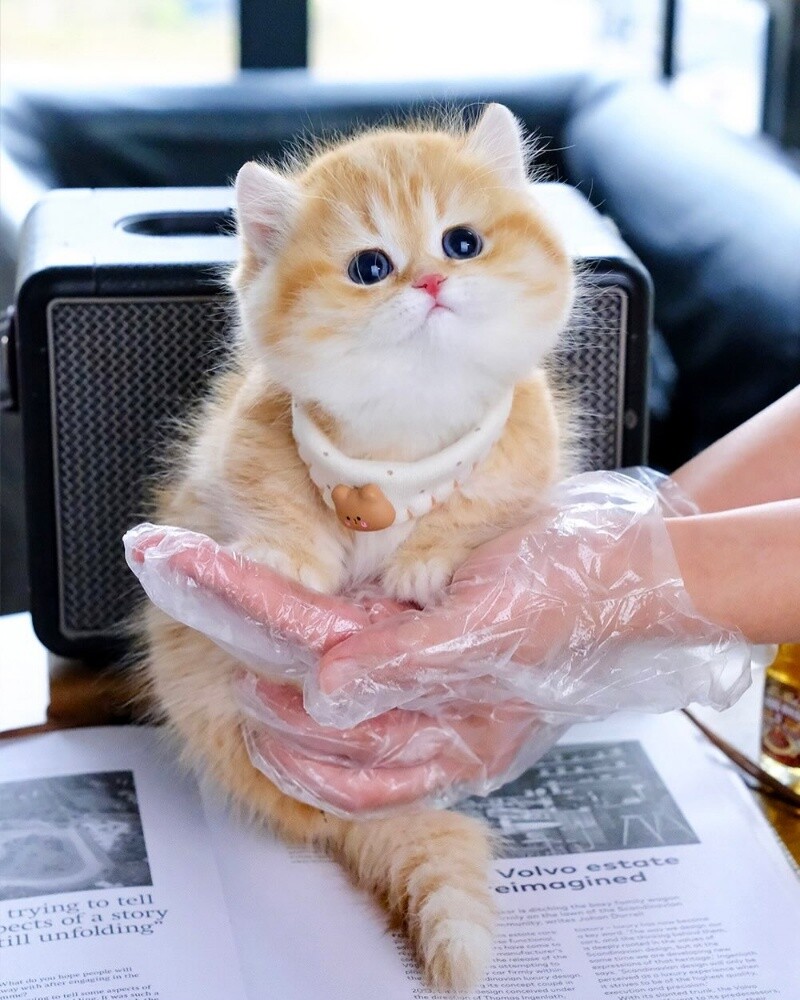 British Shorthair kittens - 2