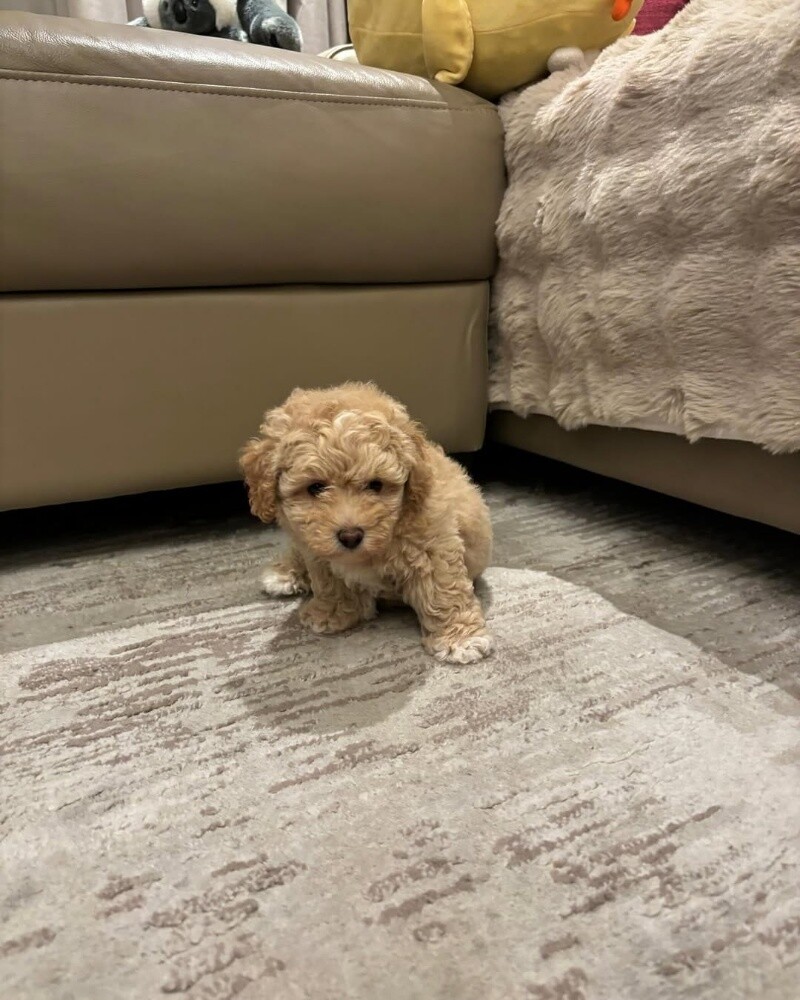Maltipoo Puppy - 3