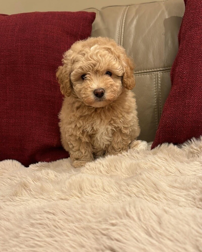 Maltipoo Puppy - 1