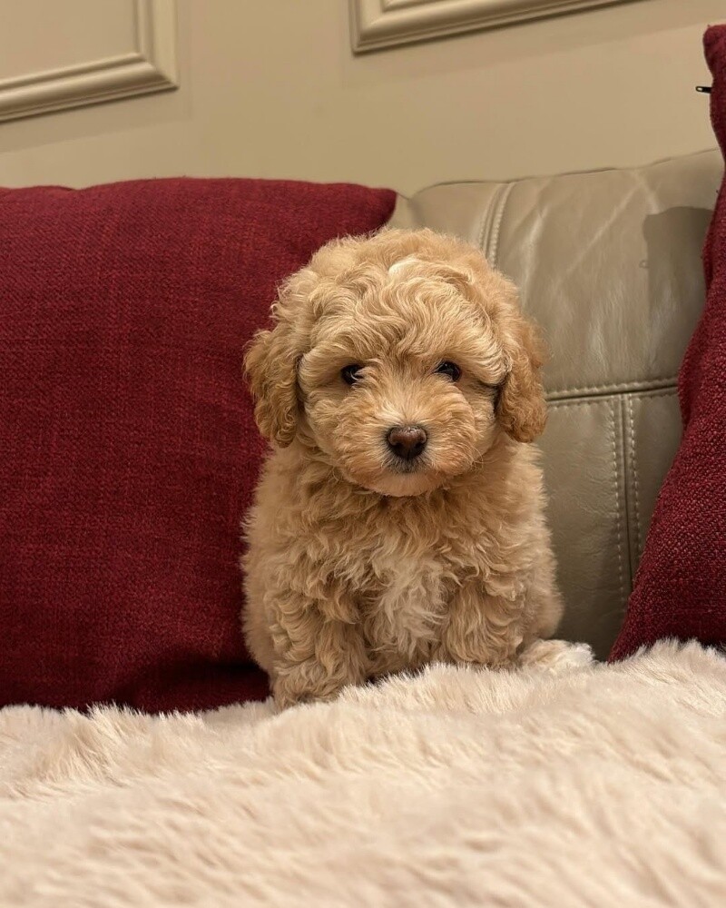 Maltipoo Puppy - 2