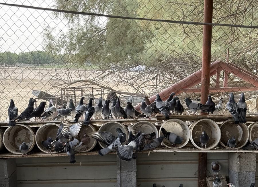 حمام دحول وعادي جوز٣٥  ريال - 1