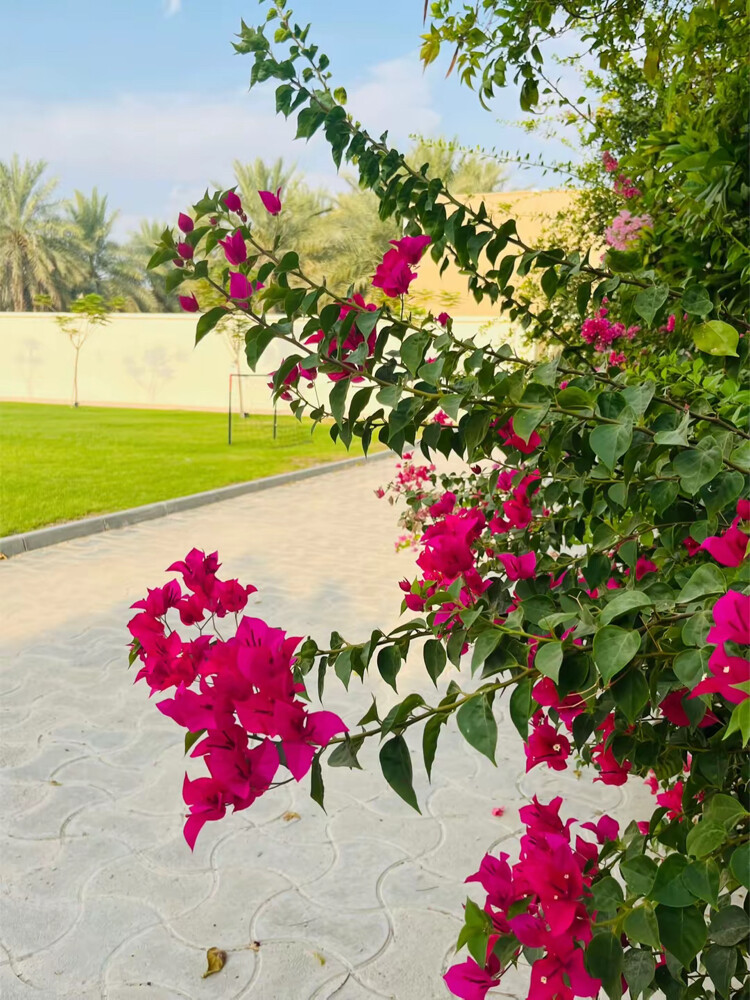 الحدائق  - 11