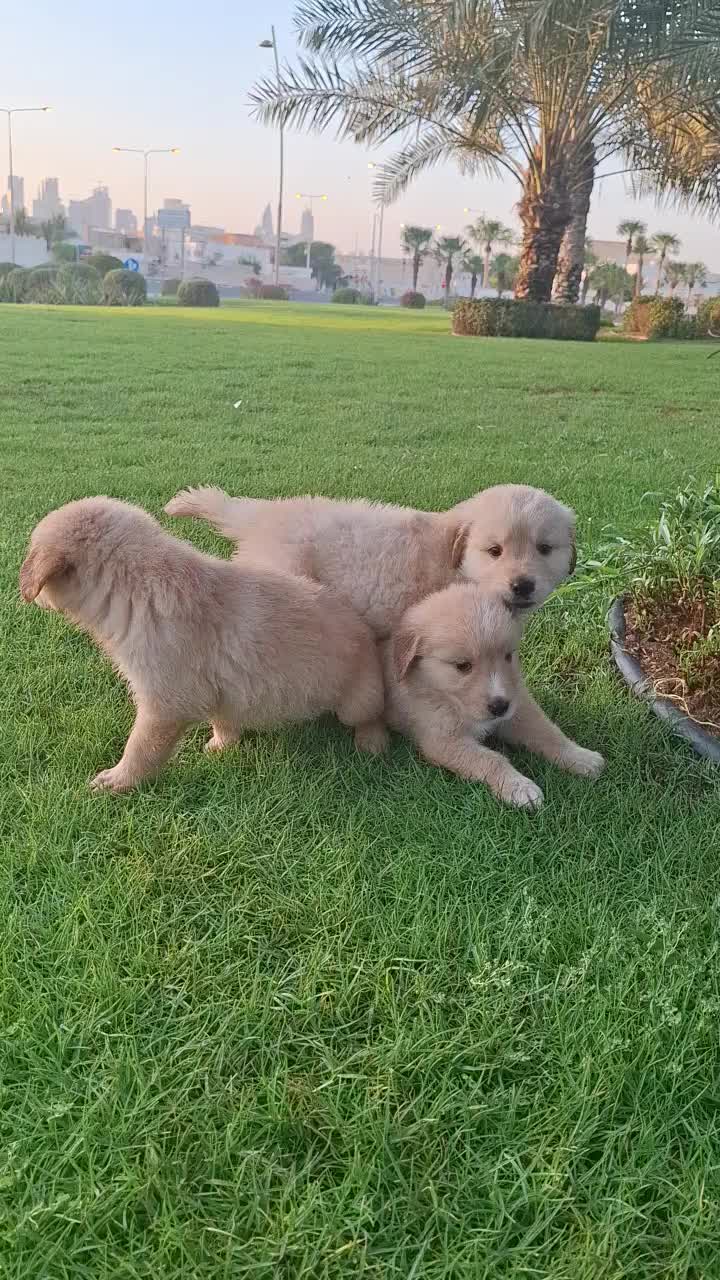 golden retriever - 14