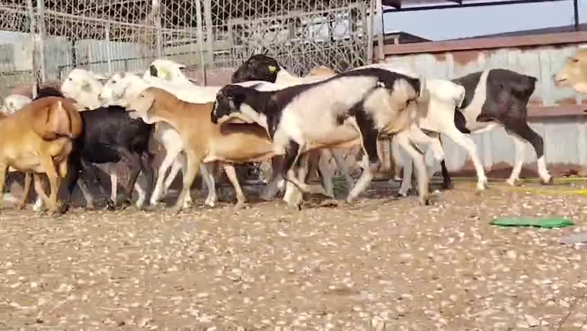 للببع شويهات ورخال بربر طيب دفيع - 1