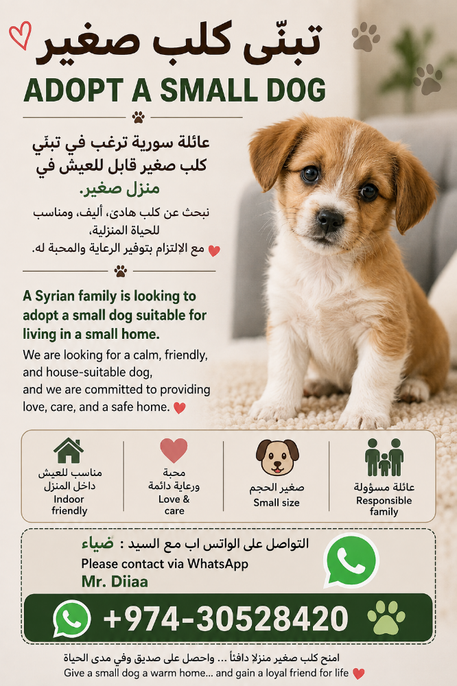 Adopt a small dog - 1