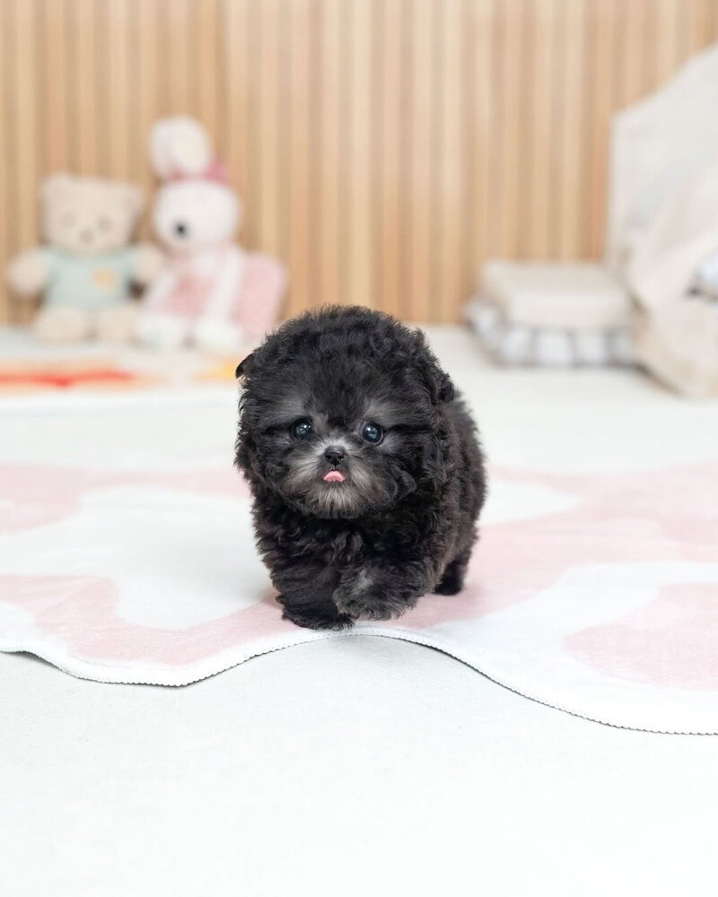 Teacup Poodle Puppy - 1