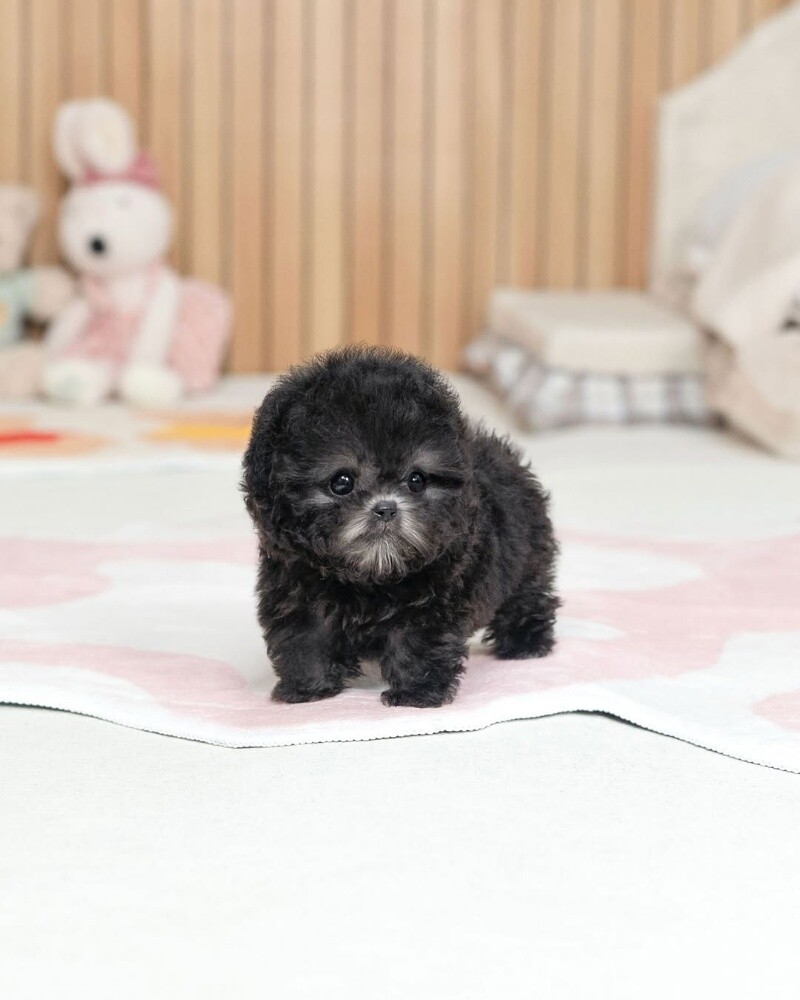 Teacup Poodle Puppy - 2