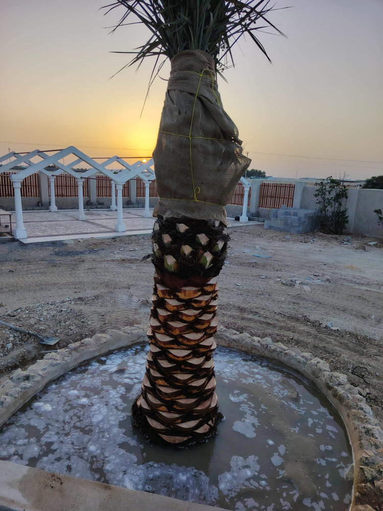 نخل للبيع وتنظيف النخل - 9
