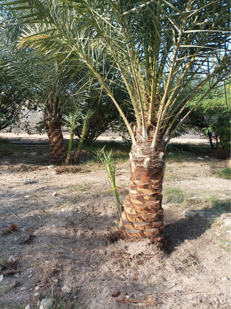 نخل للبيع وتنظيف النخل - 25