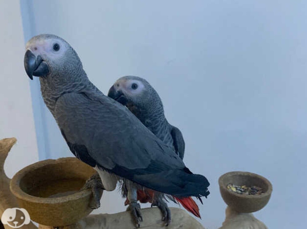 African Gray Parrot Available. - 2