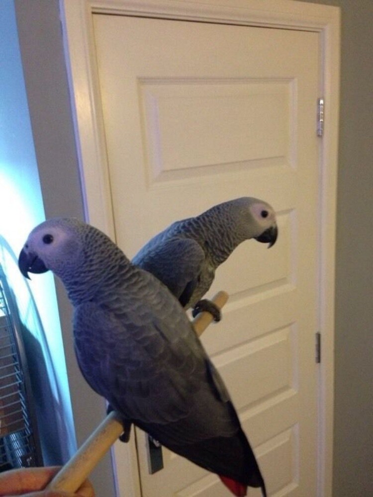 African Gray Parrot Available. - 3
