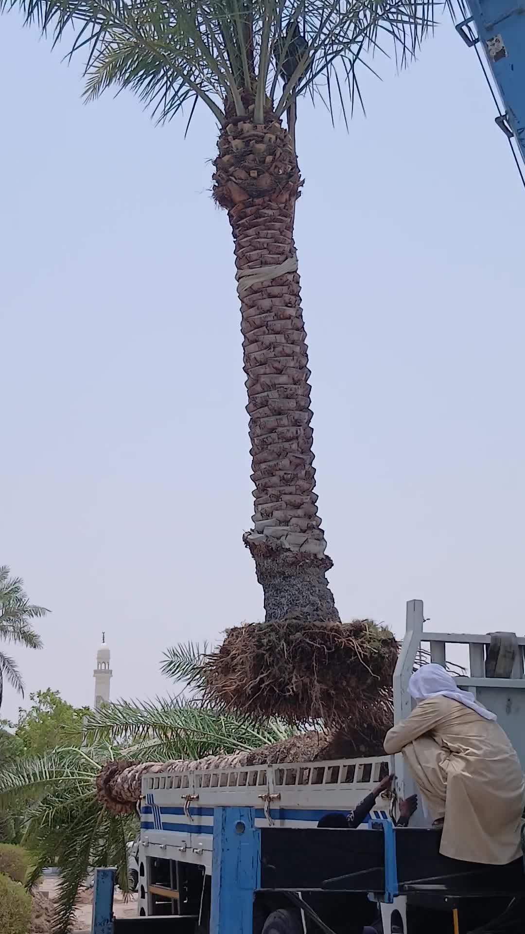 تنظيف ونقل وزراعة لجميع الأشجار - 1