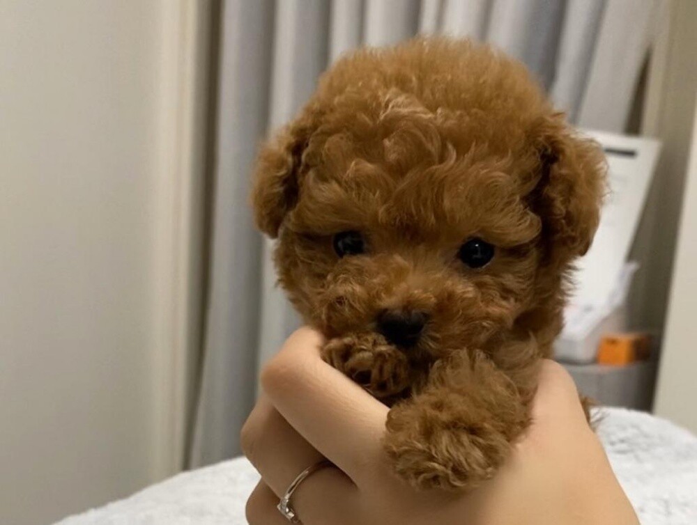 Toy Poodle Puppy - 2