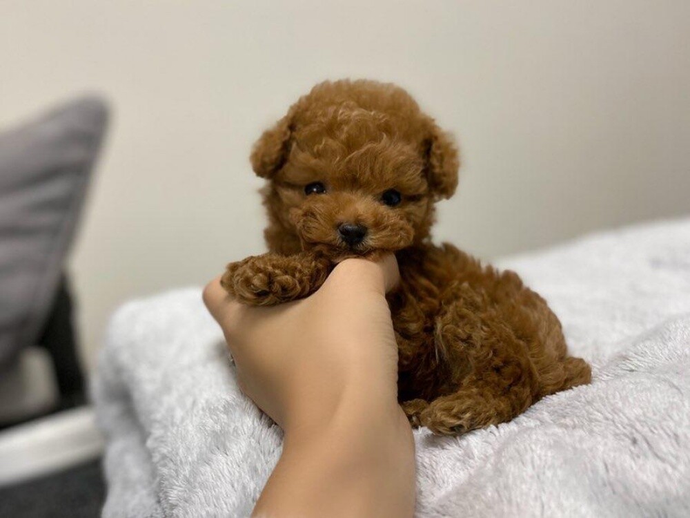 Toy Poodle Puppy - 3