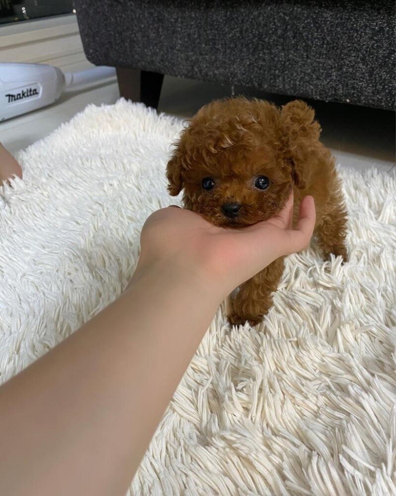 Toy Poodle Puppy - 1