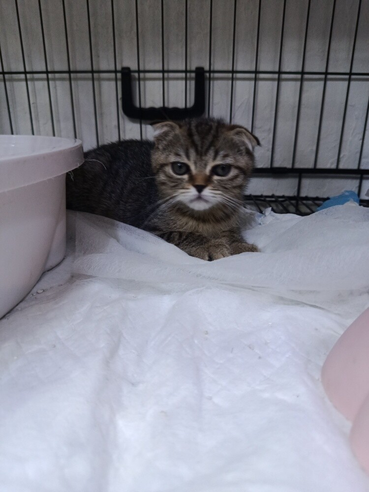 cat Scottish - 3