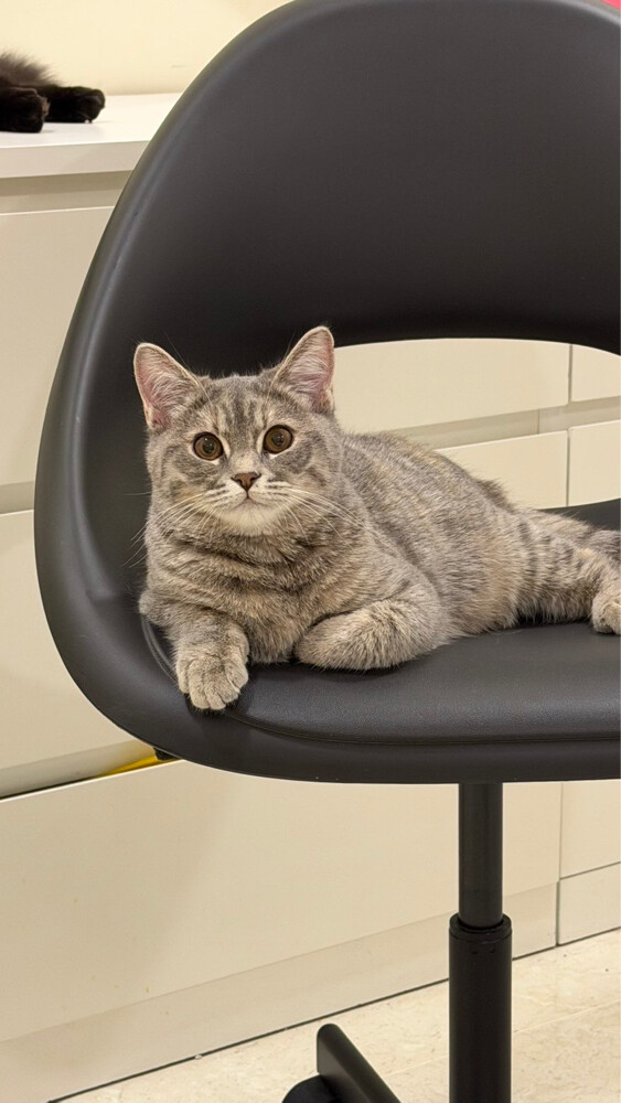 kittens for adoption  - 2
