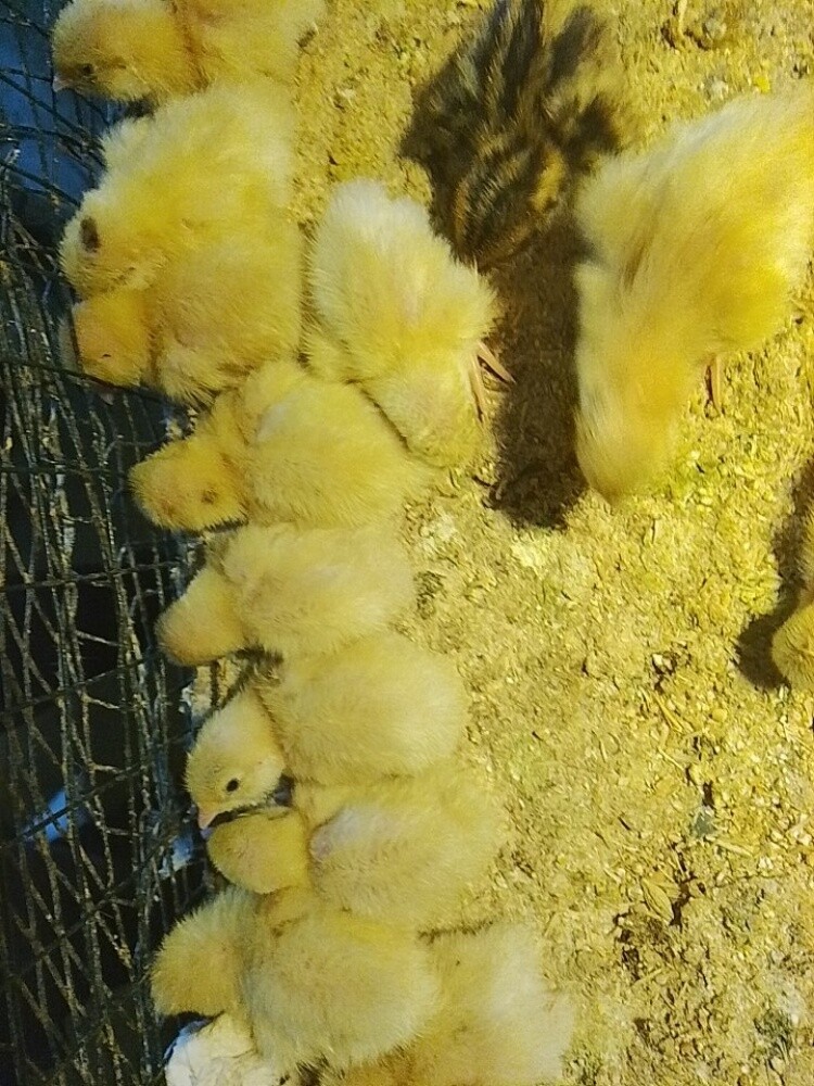 للبيع صوص بلدي لتواصل55963257 - 2