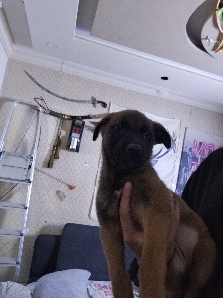 Purebred Malinois puppies - 2