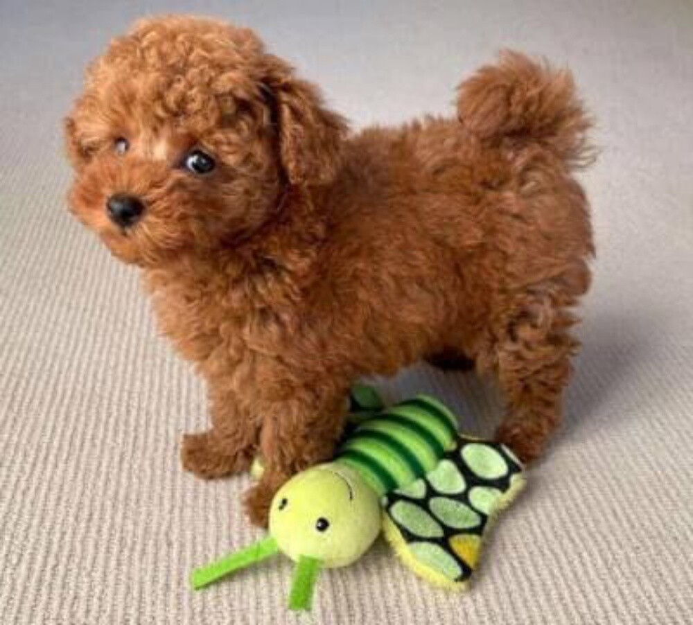 lovely toy poodle puppies for sale - 1