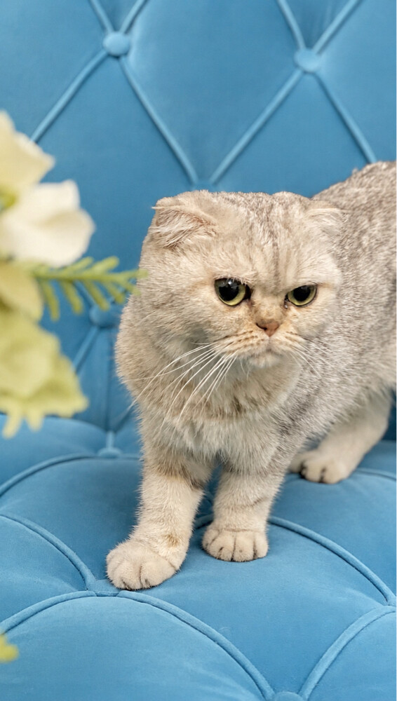 pure silver tabby Scottish fold cat - 2