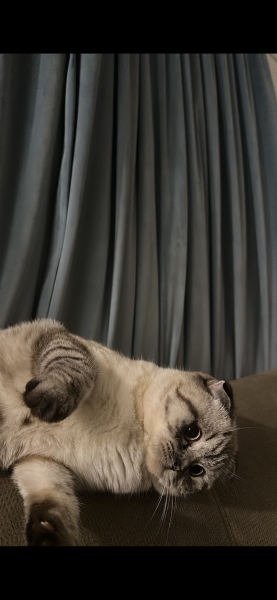 Scottish fold cat - 2