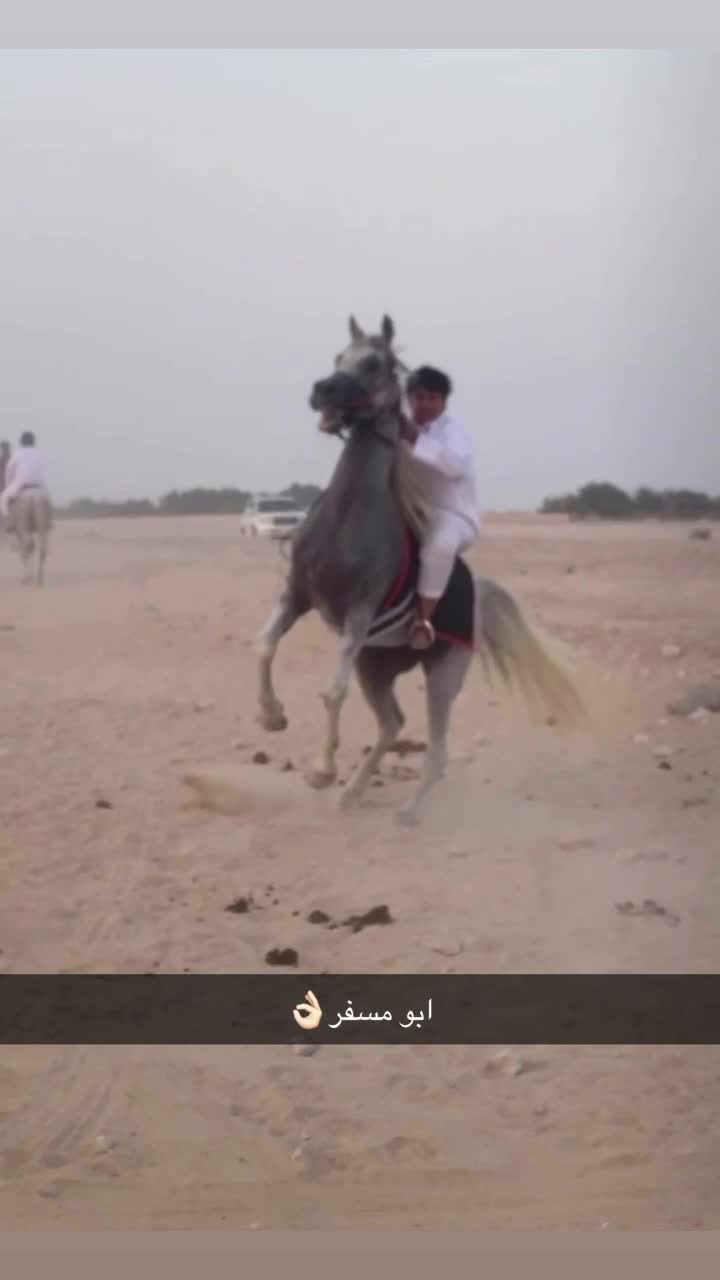 عربي جمال للبيع - 1