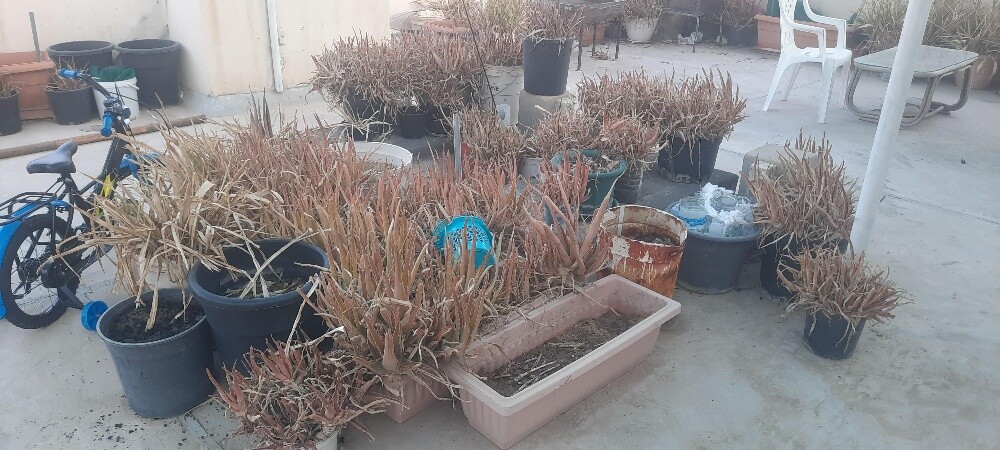 حوض زراعة اصيص - 4