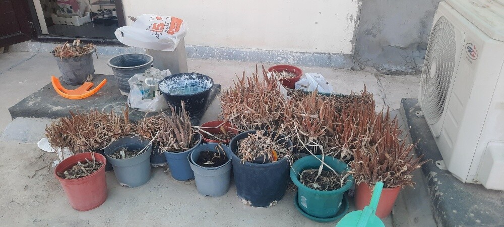 حوض زراعة اصيص - 6