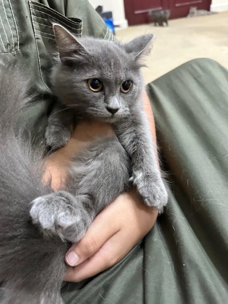 For adoption - 1