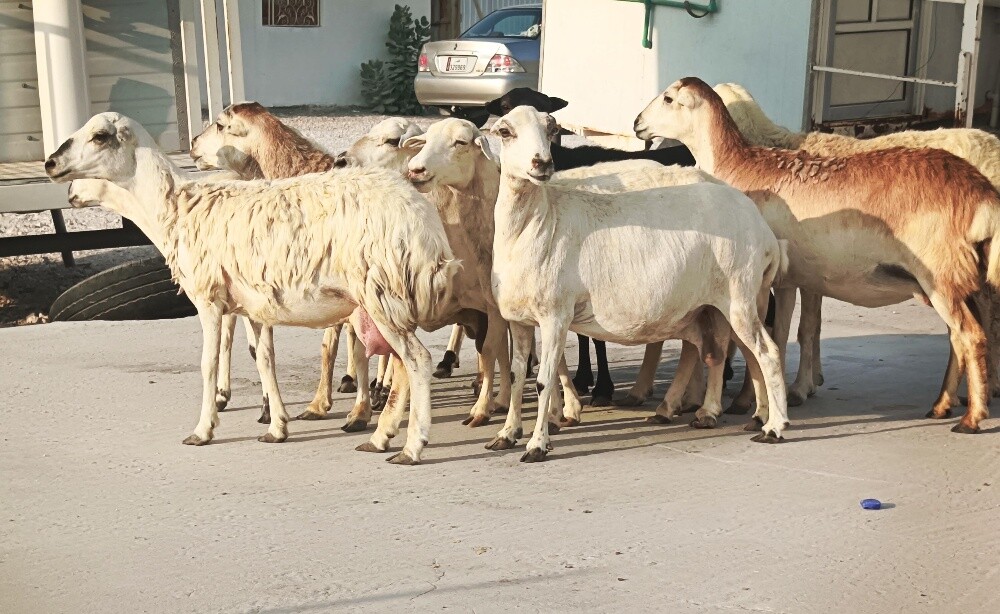 مطلوب شويهات طمطم - 1