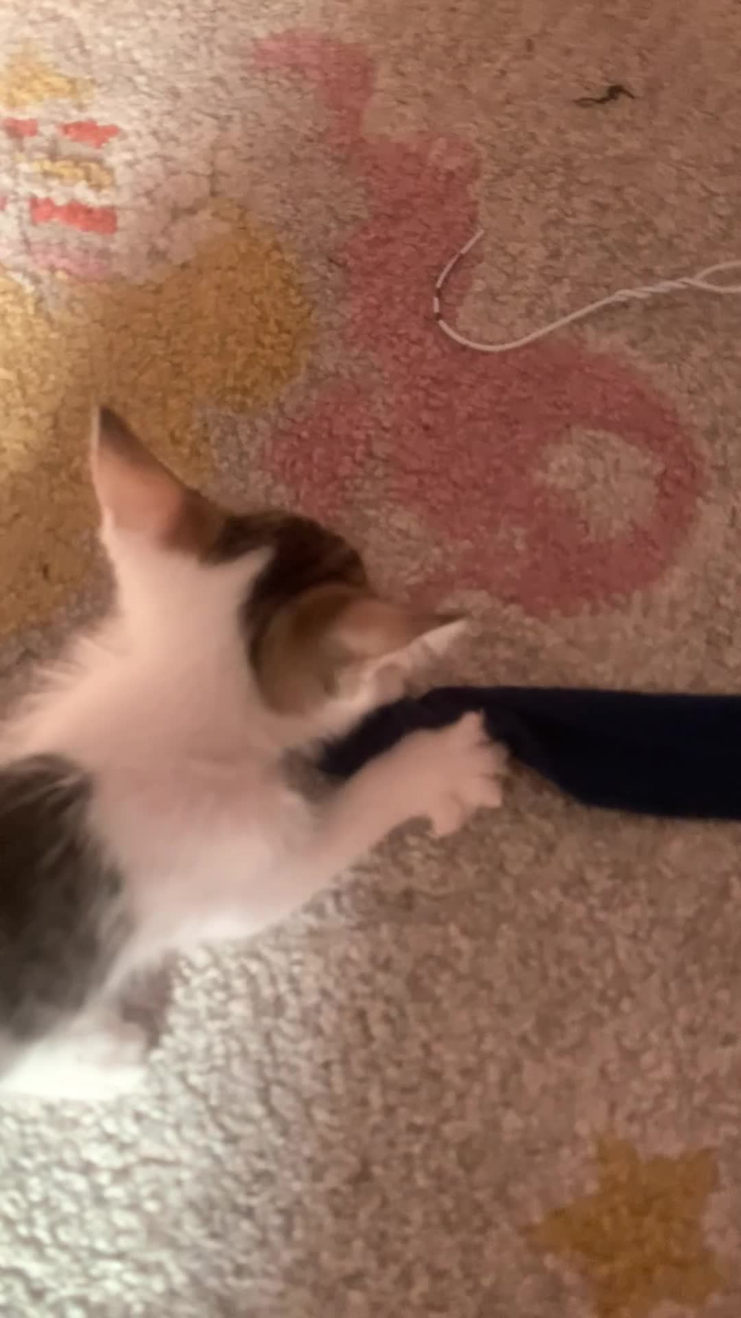 kitten cat - 7