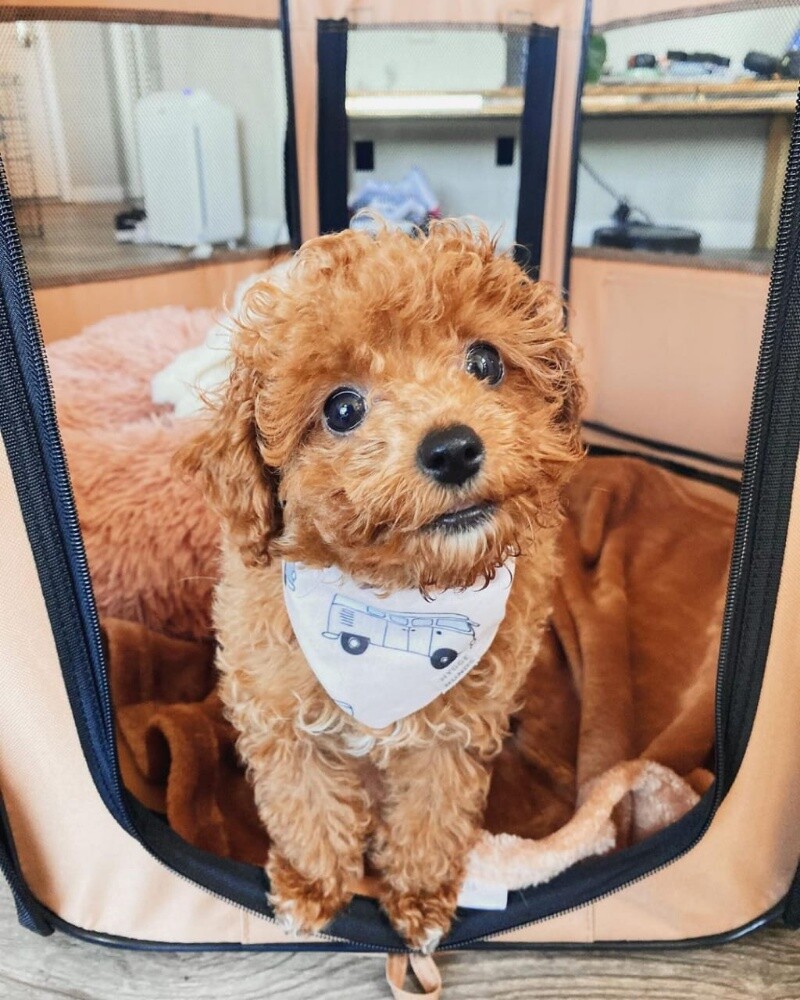 lovely toy poodle puppies for sale - 3