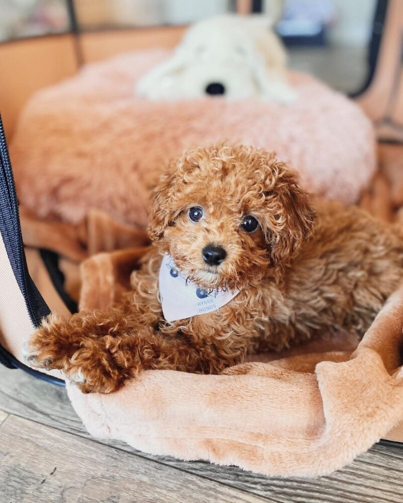 lovely toy poodle puppies for sale - 2