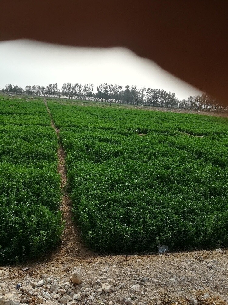 توفير بذور - 6