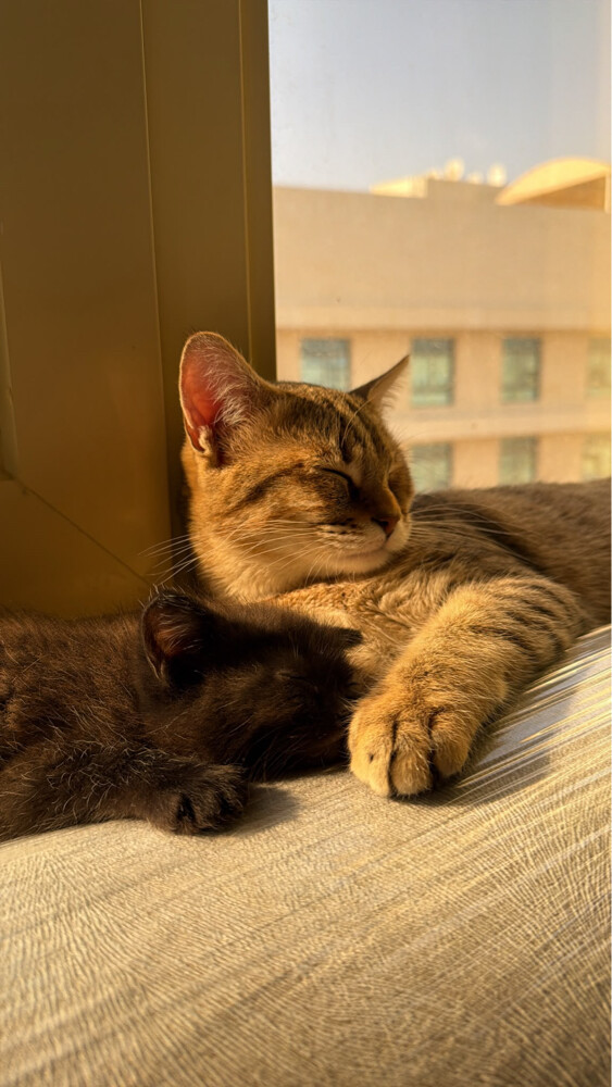 cat for adoption - 2