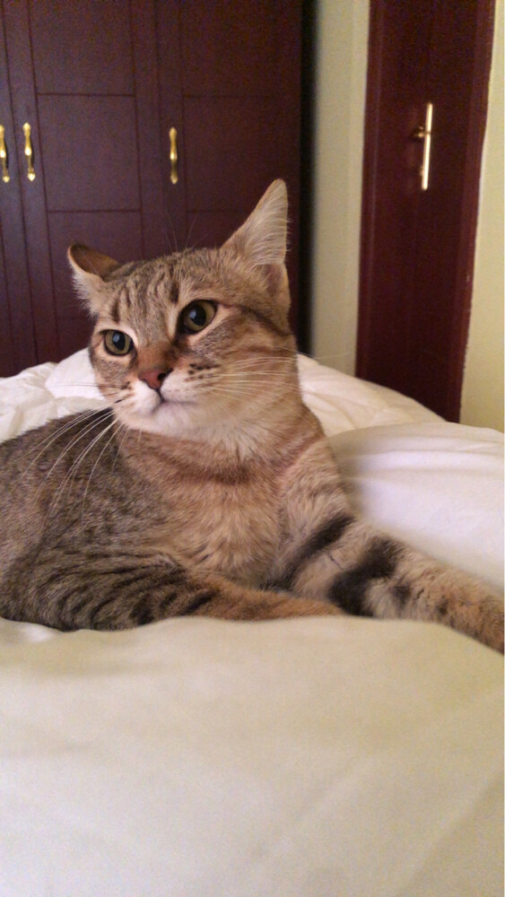cat for adoption - 1