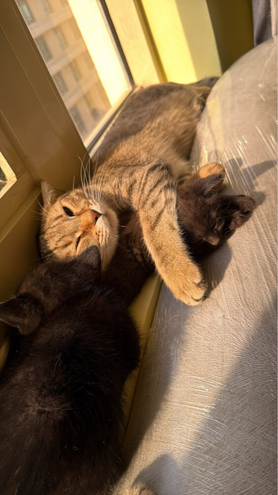 cat for adoption - 3
