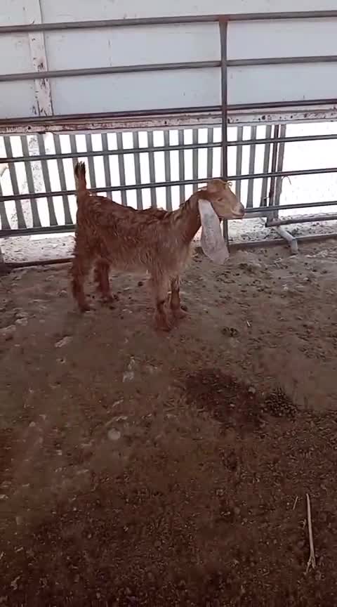صخله عارضيه  - 1