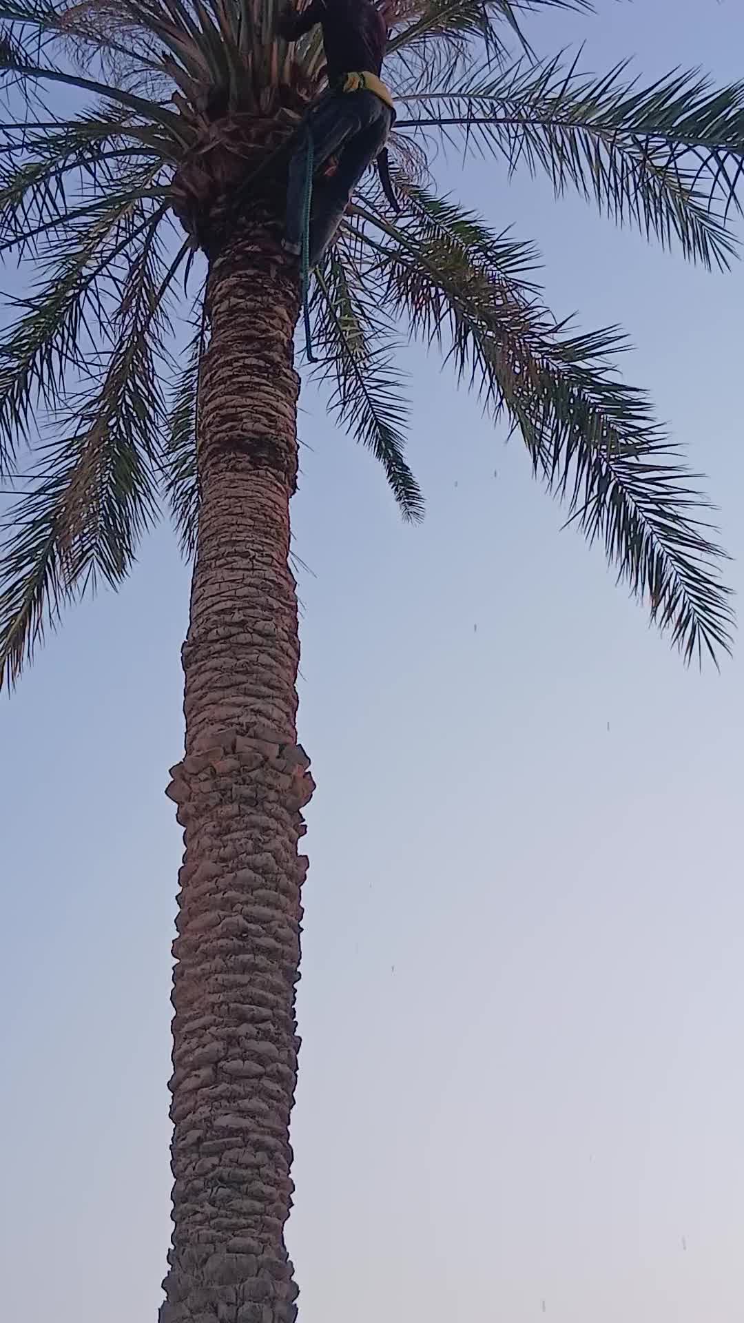 لمناطق الدوحه كافه تكريب نخيل - 1