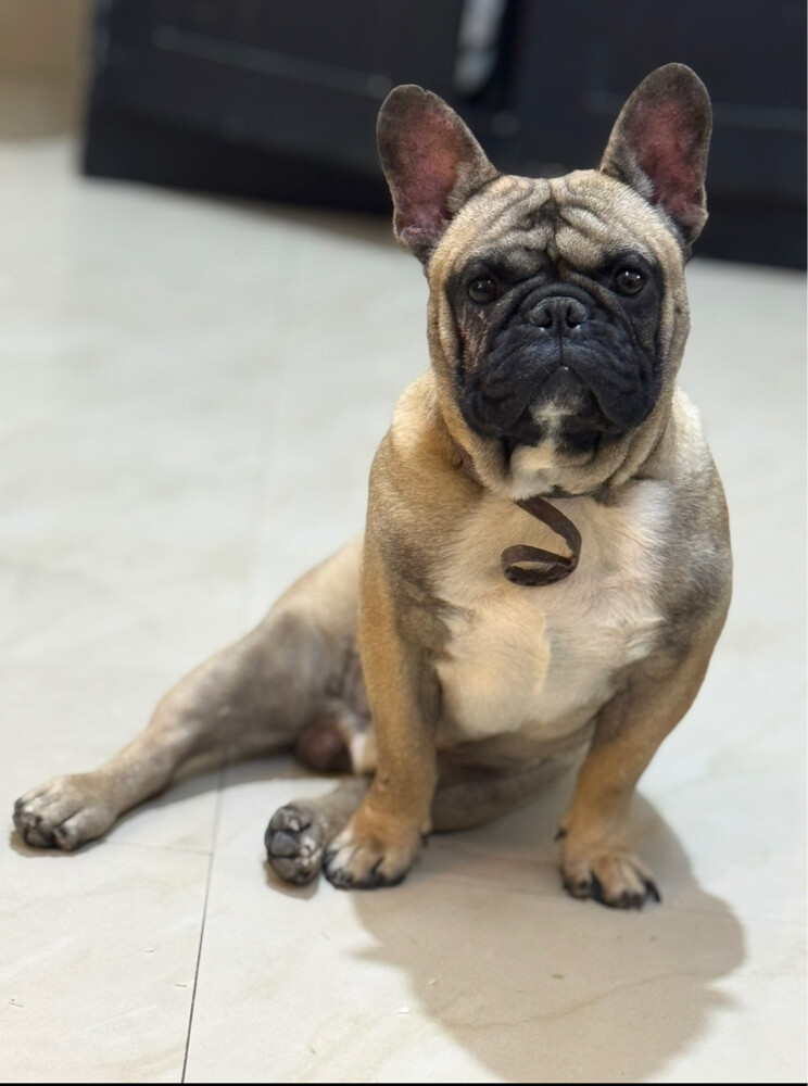French bulldog - 2
