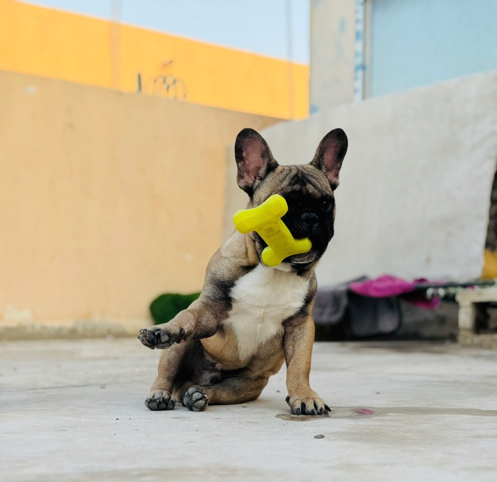 French bulldog - 1