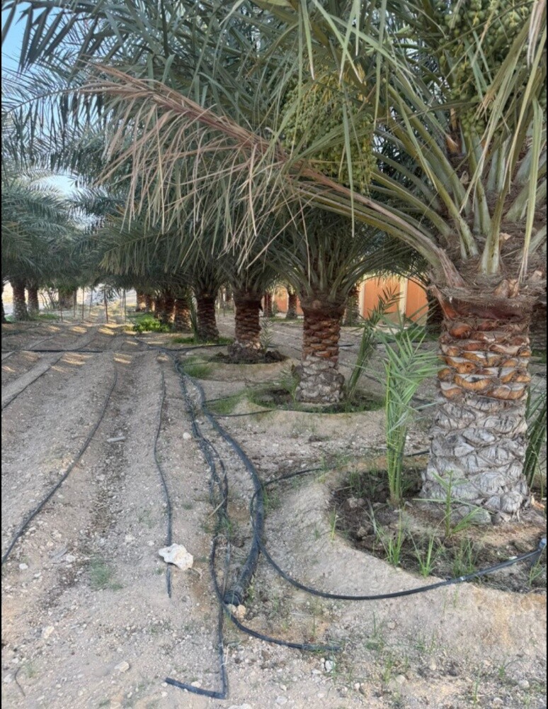 نخيل من اجود انواع النخيل - 3