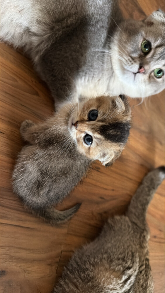 URGENT SALE 100% Scottish born - 4