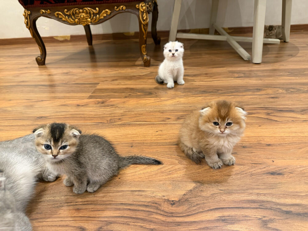 URGENT SALE 100% Scottish born - 2